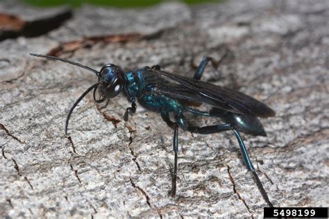 metallic blue mud dauber in house|Blue mud dauber (Chalybion californicum) .